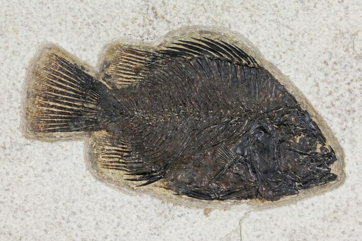 Fossil Fish (Cockerellites) - Wyoming #158568